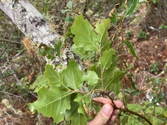 Quercus × ganderi