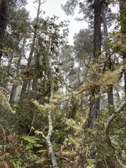 Quercus × ganderi