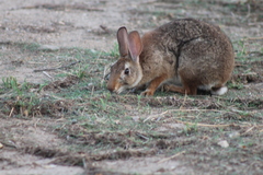 Sylvilagus graysoni