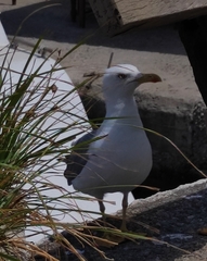 Larus michahellis