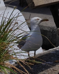 Larus michahellis