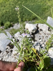 Veronica fruticulosa