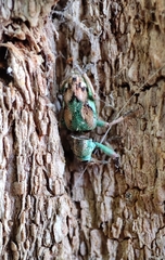 Coniatus tamarisci