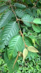 Vismia baccifera