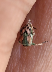 Coniatus tamarisci