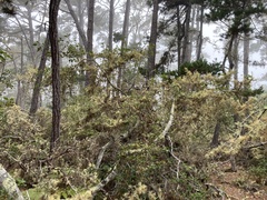 Quercus × ganderi