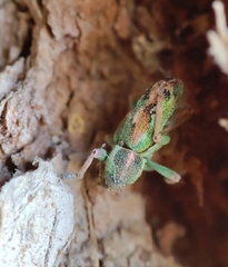 Coniatus tamarisci