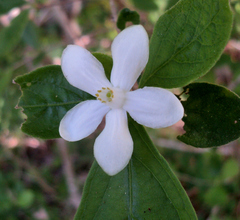 Casearia yucatanensis