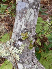 Quercus × ganderi