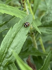 Propylea quatuordecimpunctata