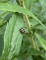 Propylea quatuordecimpunctata
