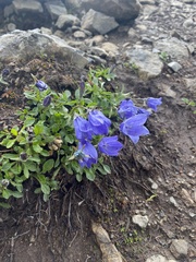 Campanula lasiocarpa