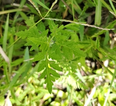 Ambrosia artemisiifolia