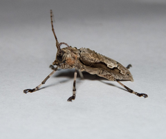 Oreodera glauca glauca