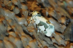 Emarginea percara