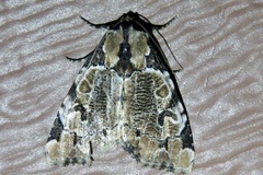 Stibaera thyatiroides