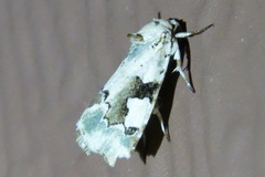 Emarginea percara