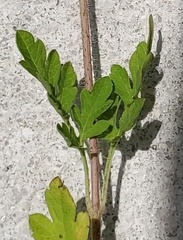 Ambrosia artemisiifolia