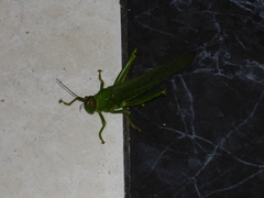 Tropidacris cristata grandis