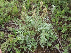 Oxytropis sericea speciosa