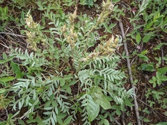 Oxytropis sericea speciosa