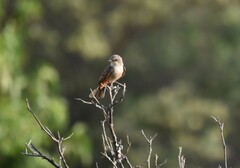 Pyrocephalus rubinus