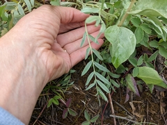 Oxytropis sericea speciosa