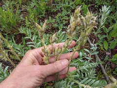 Oxytropis sericea speciosa