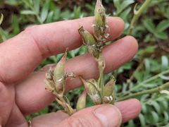 Oxytropis sericea speciosa