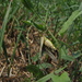 Italian Grey Bush-Cricket - Photo (c) savo, some rights reserved (CC BY-NC-SA), uploaded by savo