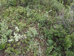 Oxytropis sericea speciosa