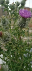Cirsium vulgare