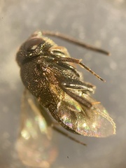 Brachygaster minuta