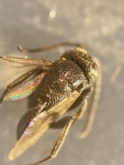 Brachygaster minuta