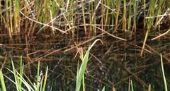 Libellula needhami
