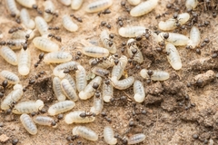 Lasius japonicus