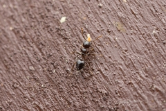 Crematogaster teranishii