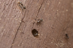 Crematogaster teranishii