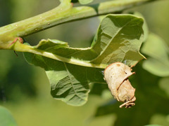 Attelabus