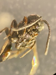 Brachygaster minuta