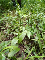 Platanthera flava