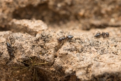 Crematogaster teranishii