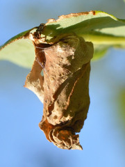 Attelabus