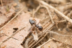 Crematogaster teranishii
