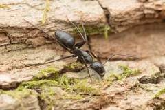 Camponotus concavus