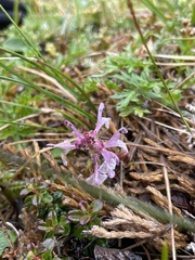 Pedicularis verticillata
