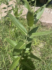 Asclepias speciosa