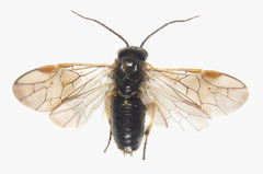 Pristiphora laricis
