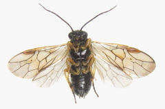 Pristiphora laricis