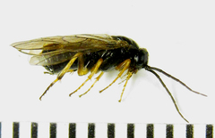 Pristiphora laricis